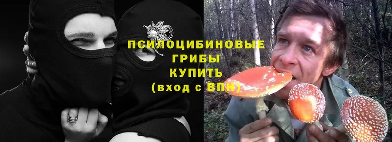 Галлюциногенные грибы Psilocybine cubensis  Рассказово 